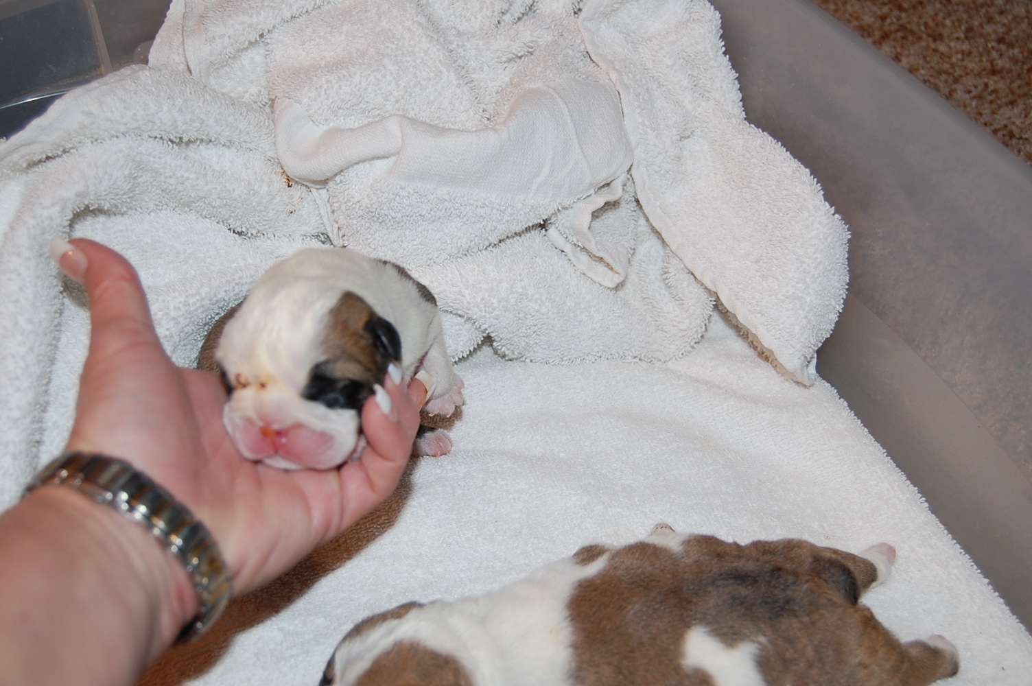 female white and red